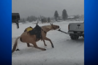 Political News: Horse dragged by truck: John and Amber Saldate arrested after video shows apparent animal abuse in Grand County, Colorado – CBS News