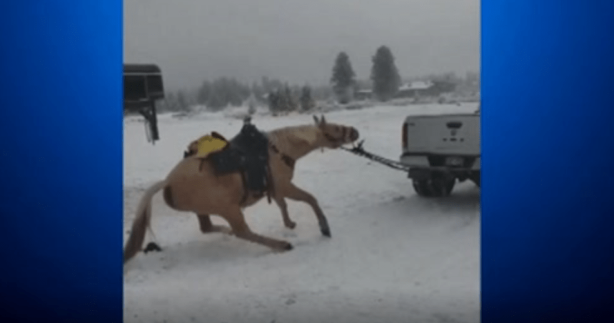 Political News: Horse dragged by truck: John and Amber Saldate arrested after video shows apparent animal abuse in Grand County, Colorado – CBS News