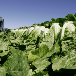 Political News: Romaine lettuce E. coli outbreak tied to California region hits 67 cases – Fox News