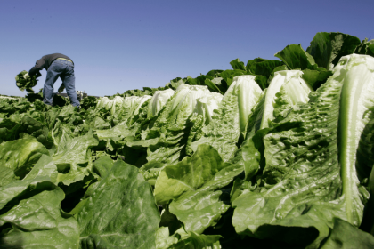 Political News: Romaine lettuce E. coli outbreak tied to California region hits 67 cases – Fox News