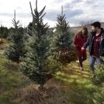 Fox news today: Christmas tree sales expected to be brisk; Thanksgiving shoppers put a dent in their wallets
