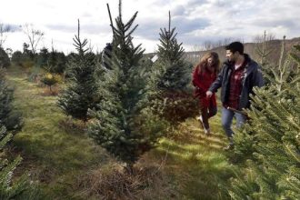 Fox news today: Christmas tree sales expected to be brisk; Thanksgiving shoppers put a dent in their wallets