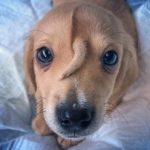 Narwhal the unicorn puppy to stay with Missouri animal rescue group for the time being