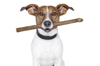 Fox News Today: Florida vet removes stick from dog’s mouth that was likely there for years, shelter says