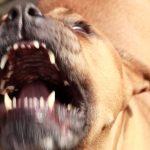 Fox News Today: Massachusetts woman mauled to death by her dog while suffering seizure, authorities say