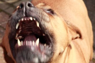 Fox News Today: Massachusetts woman mauled to death by her dog while suffering seizure, authorities say