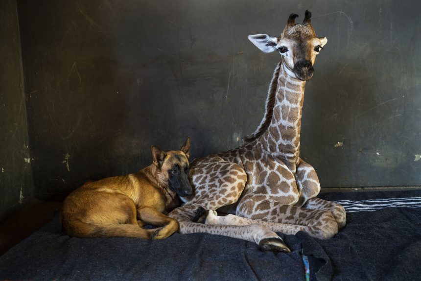 Fox News Today: Abandoned baby giraffe in South Africa, who pics went viral after befriending dog, dies