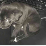 Nearly naked man on meth for first time tossed puppy into car, Colorado police say