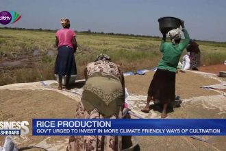 government-urged-to-invest-in-climate-friendly-ways-of-cultivating-rice