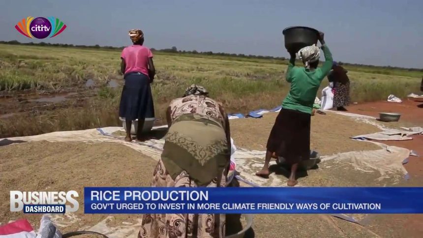 government-urged-to-invest-in-climate-friendly-ways-of-cultivating-rice