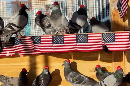 Mysterious group protests Dem debate by unleashing pigeons wearing MAGA hats