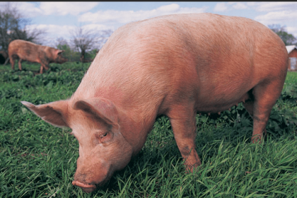 New swine flu found in China has pandemic potential