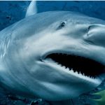 A Bull Shark attacks a pregnant woman and husband, Margot Eddy