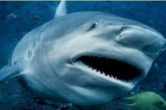 A Bull Shark attacks a pregnant woman and husband, Margot Eddy