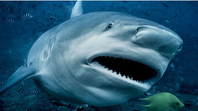 A Bull Shark attacks a pregnant woman and husband, Margot Eddy