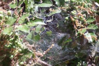 Creepy crawly spiders are little 8-legged creatures identified with insects and are regular in hot and dry conditions.