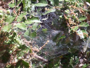 Creepy crawly spiders are little 8-legged creatures identified with insects and are regular in hot and dry conditions.