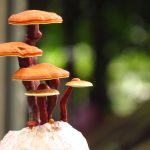 While these mushrooms can be eaten fresh, they are consumed in powdered and in extract form. In this article, we will review Ganoderma lucidum's six advantages.