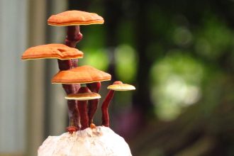 While these mushrooms can be eaten fresh, they are consumed in powdered and in extract form. In this article, we will review Ganoderma lucidum's six advantages.