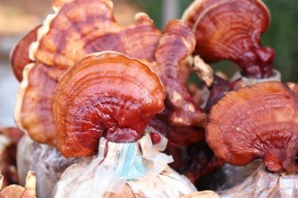 While these mushrooms can be eaten fresh, they are consumed in powdered and in extract form. In this article, we will review Ganoderma lucidum's six advantages.