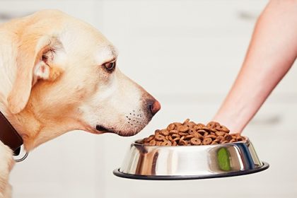 Top 4 Reasons to Feed Your Dog High-Quality Food