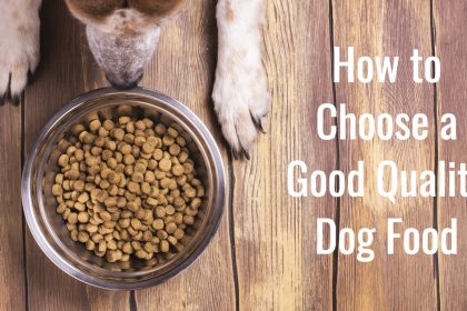 Dog High-Quality Food