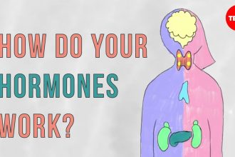 8 Fascinating Facts About Hormones and Their Functions