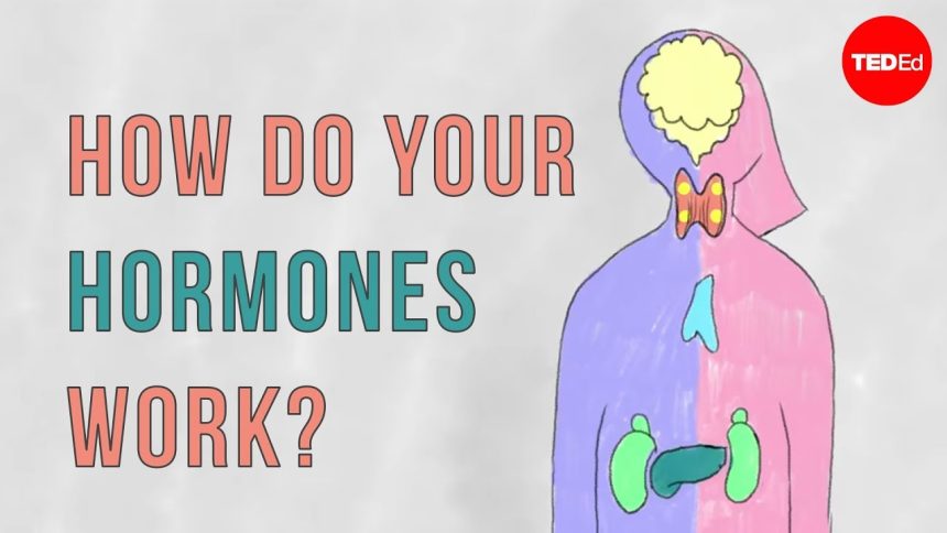 8 Fascinating Facts About Hormones and Their Functions