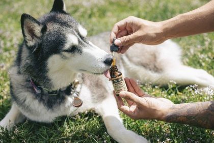 CBD for Pets: What Can It Help With?