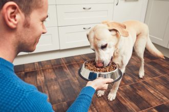 Dog's Health