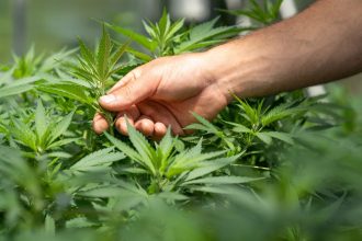 What is CBD and how it can help us