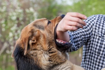 What Is Involved in a Dog Bite Lawsuit?