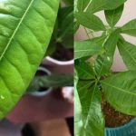 Money Tree Plant: How Do I Grow and Care for it