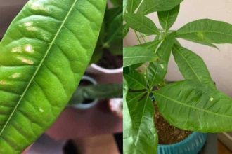 Money Tree Plant: How Do I Grow and Care for it