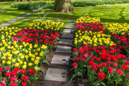 Attractive Flowers
