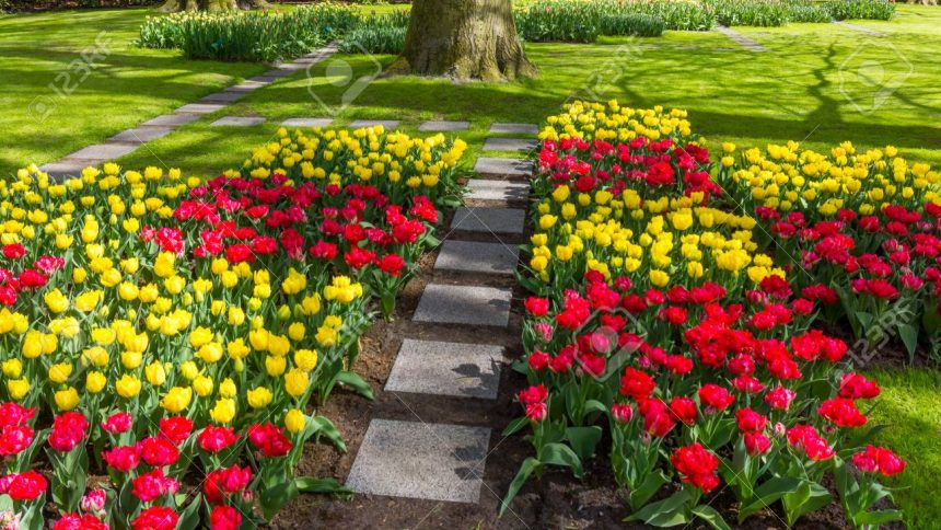 Attractive Flowers