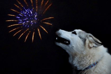 Dogs and Fireworks: How to Calm Your Dog’s Fear