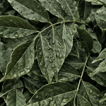 buying kratom