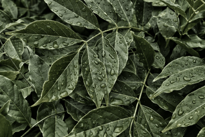 buying kratom