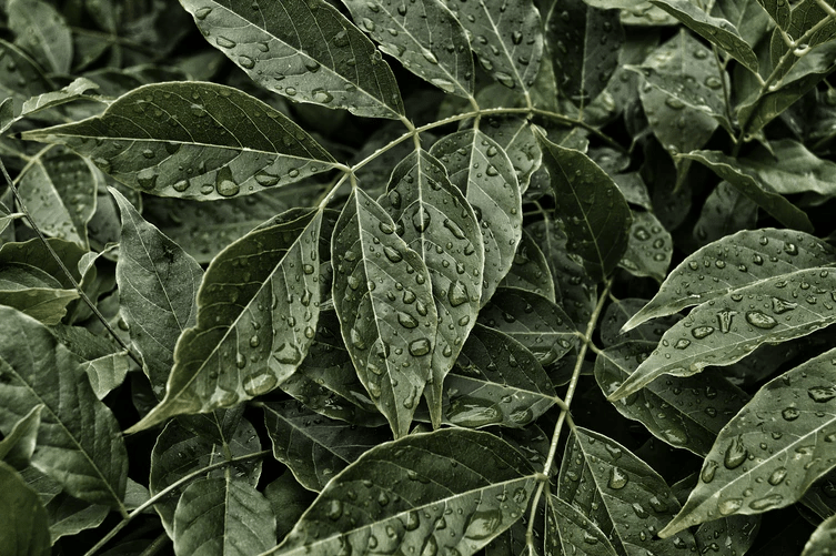 buying kratom