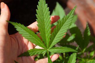 Buy CBD Oil for Sleep at Aifory.com, Get the Guarantee of the Positive Effect
