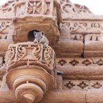Tips to Rodent-Proof Your House