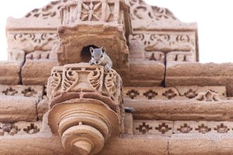 Tips to Rodent-Proof Your House