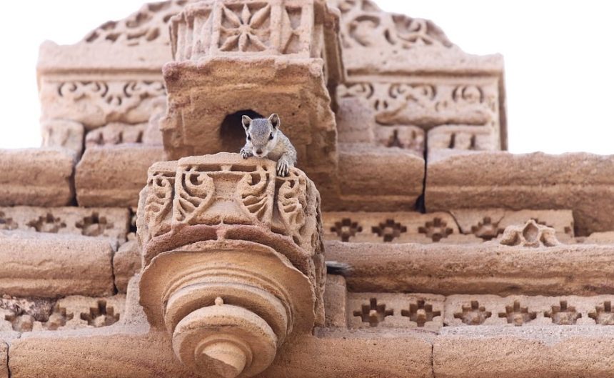 Tips to Rodent-Proof Your House