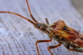 Have Bed Bugs? Everything You Need to Know to Get Rid of Them