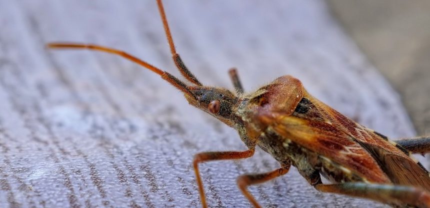 Have Bed Bugs? Everything You Need to Know to Get Rid of Them