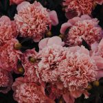 Carnations