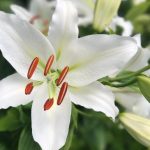 Lily