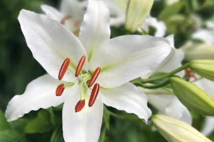 Lily