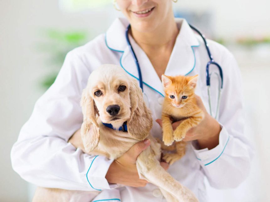 Pet insurance